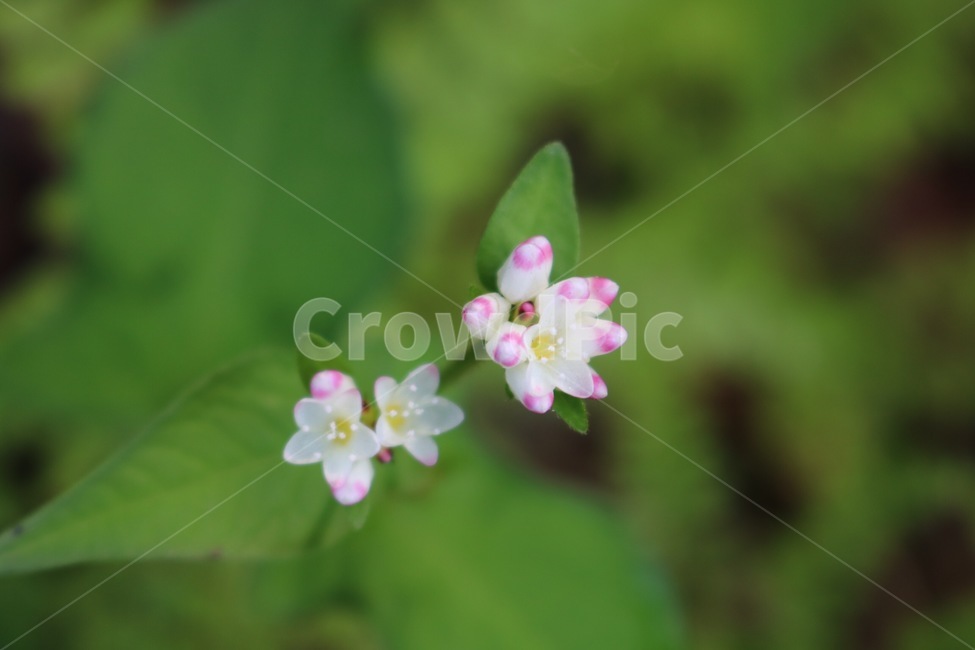 꽃,식물,분홍,흰색,노랑,초록,flower,hana,plants,shokubutsu,pink,pinku,white,shiro,yellow,kiiro,green,midori,식물,자연,plants,nature,꽃,flower