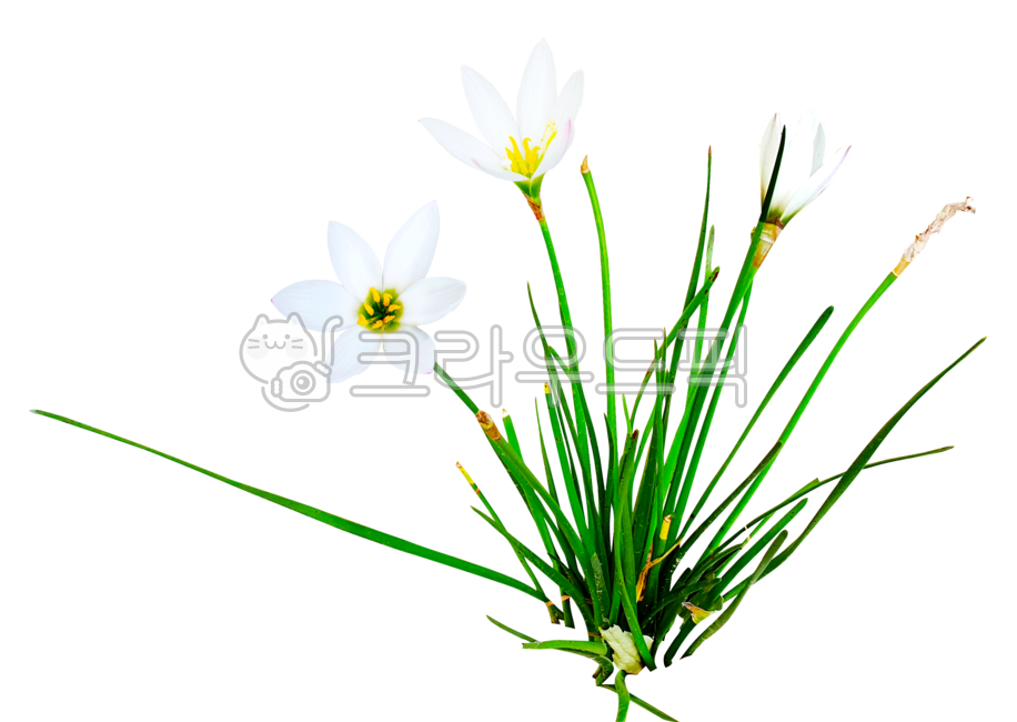 Decorating a diary,Nukki,zephyrlily,white flower saffron,zephyranthes,flower,design source
