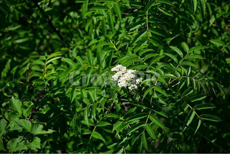 마가목,야생화,꽃,식물,자연,생태,플라워,flower,plants,nature,식물,자연,plants,nature,꽃,flower