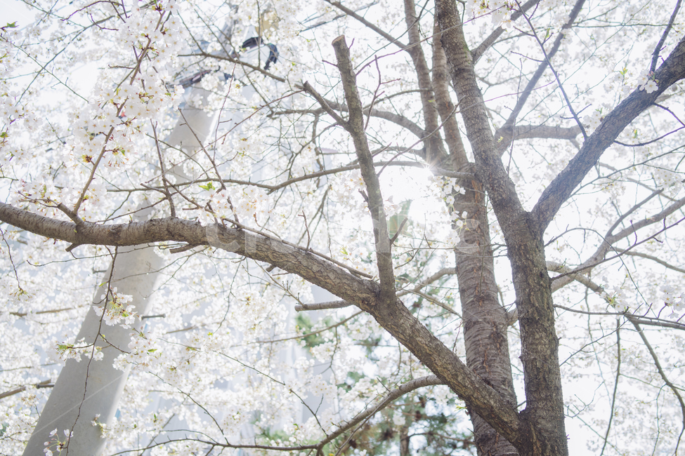 벚꽃,봄,꽃,풍경사진,감성사진,감성,휴식,힐링,cherryblossom,spring,flower,landscape,emotion,emotional,봄,계절,spring,season,식물,자연,plants,nature,꽃,flower,나무,trees,wood,휴식,힐링,rest,relaxation,healing,plant,tree,tree trunk,나무 줄기