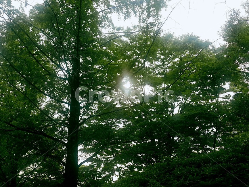 나무,공원,햇살,햇빛,자연,식물,컨셉,콘셉,감성,초록색,tree,park,sunshine,plants,nature