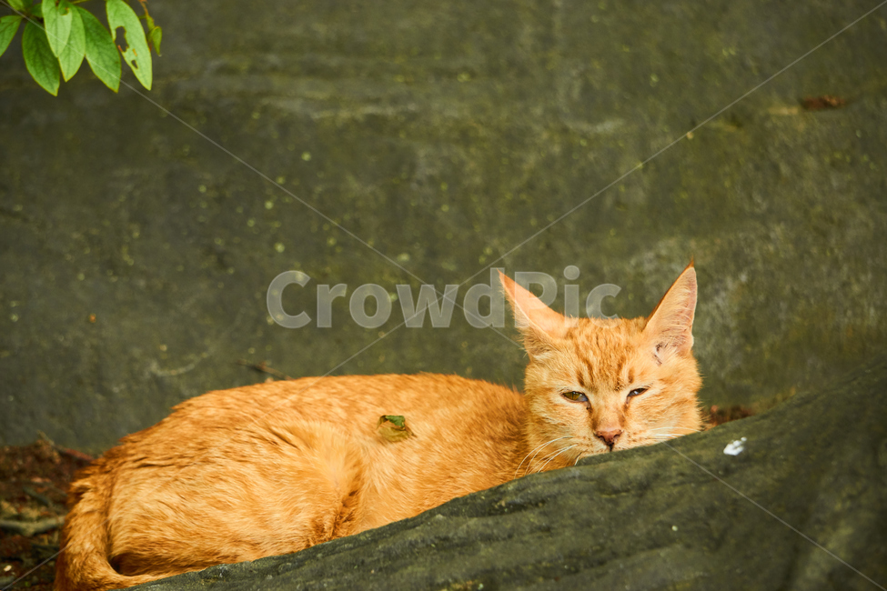 고양이,cat,동물,애완동물,길냥이,야생동물,pet,동물보호,animal,nature