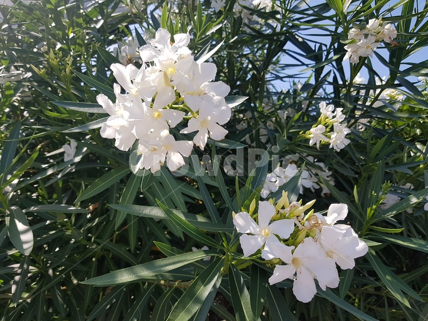 꽃,하얀꽃,flower,자연,봄,여름
