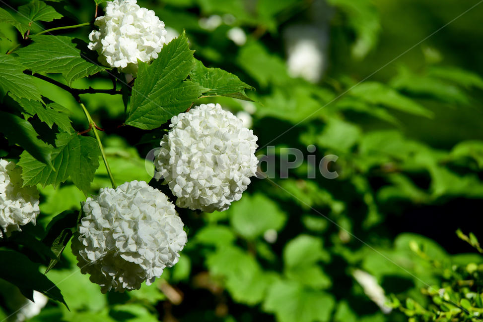 불두화,꽃,흰꽃,사찰꽃,무성화,인동과,백당나무,백당나무꽃,플라워,flower