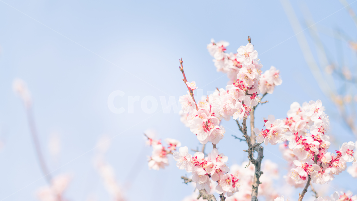 봄,꽃,봄꽃,flower,매화,와룡매,springflower,plant,식물