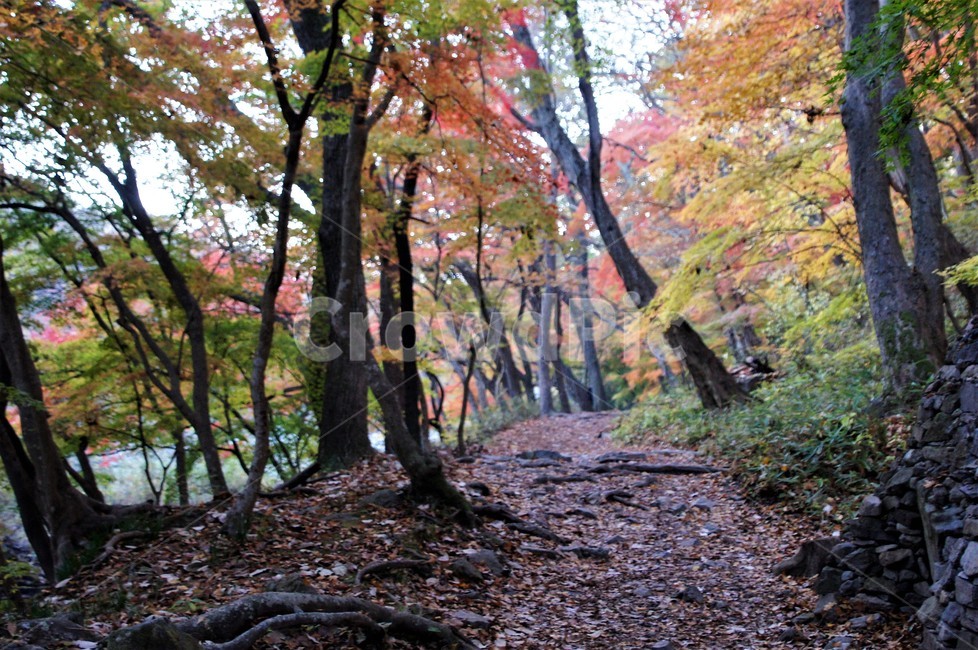가을,단풍,나무,자연,식물,풍경,자연풍경,감성,autumn,nature,season,계절,emotion,trees,산길,낙엽,가을,계절,fall,autumn,season,ground,바닥,tree,plant,tree trunk,나무 줄기