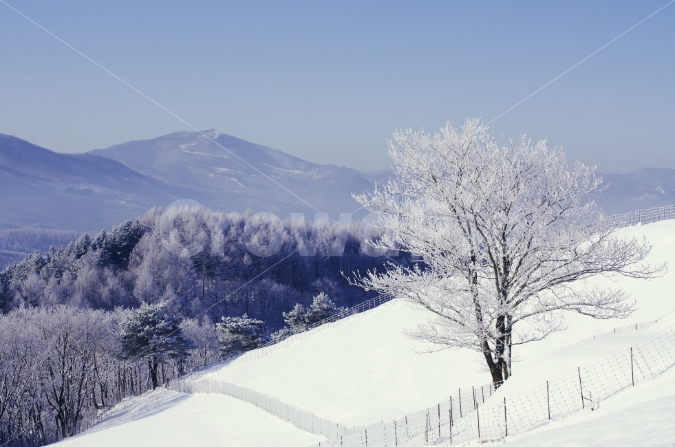겨울,눈꽃,상고대,강원도,1월,겨울나무,자연,풍경,nature,landscape,겨울,계절,winter,season,outdoors,옥외