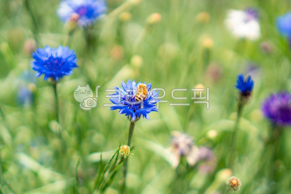 공원,양봉장,곤충,꽃잎,야생,양봉가,꿀벌,정원,아름다움,초록,여름,자연,봄,꽃,plant,식물