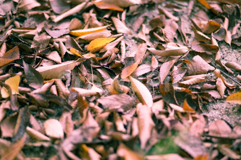 단풍,낙엽,가을,휴식,힐링,슬픔,외로움,쓸쓸함,계절,가을,계절,fall,autumn,season,식물,자연,plants,nature,감성,sensible,feeling,leaf,잎,plant,ground,바닥