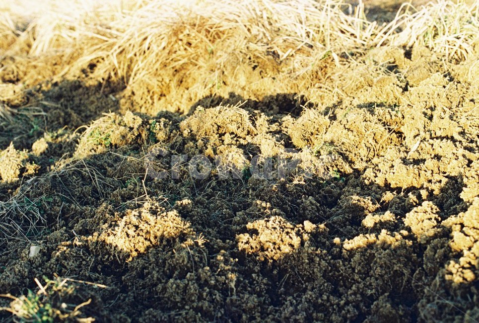 우포늪,자연,필름사진,아침,새벽,땅,식물,자연,plants,nature