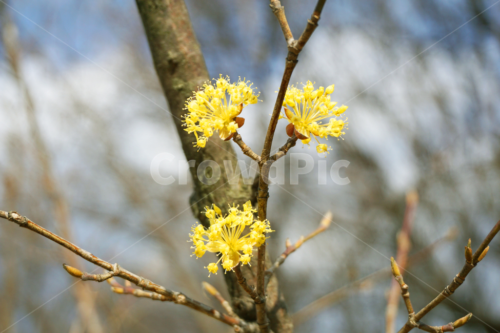 산수유,산수유꽃,산수유나무,봄,나무,꽃나무,노란색,yellow,tree,식물,자연,plants,nature,꽃,flower