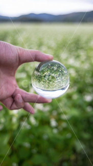 유리구슬,평창,메밀밭,glassball,풍경,색다른시선,sony,sonya7,사람,인물,인간,human,person,사물,물건,오브젝트,thing,object,matter,연출,컨셉,콘셉,direction,concept