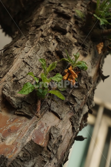나무,나무꽃,자연,배경화면,벽,tree,나뭇결