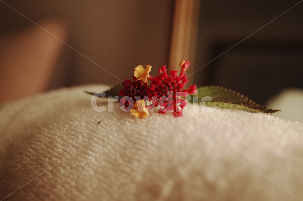 꽃,flower,color,색,들꽃,타월,장식,꽃장식,수건,white,빨간꽃,빨간,빨강,꽃,flower