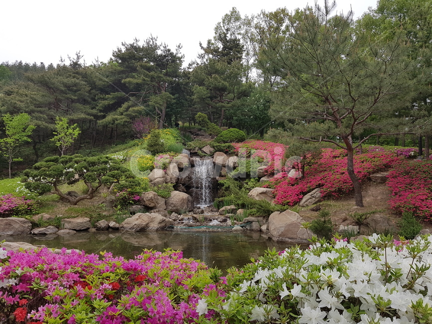영인산,산,꽃,계곡,나무,자연,풍경,nature,landscape,water,물,outdoors,옥외
