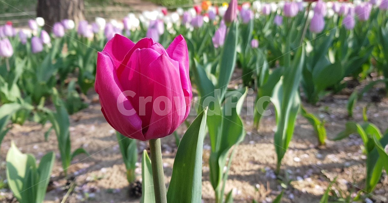 꽃,flower,daffodil,수선화,plant,식물,튤립,tulip,봄,blossom
