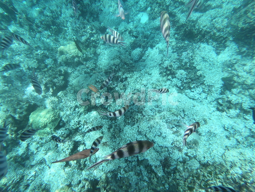 ocean,sea,물고기,암초,해양생물,nature,sealife,어류,물고기,fish