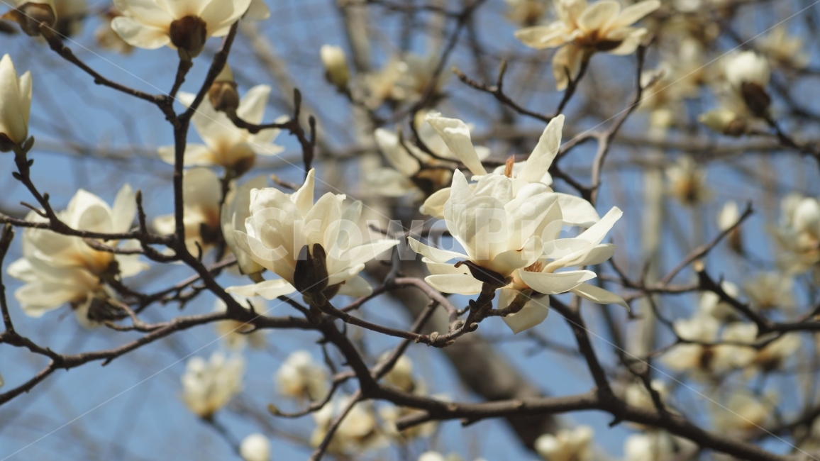 백합,꽃,봄,정서,따뜻함,나뭇가지,봄,계절,spring,season,식물,자연,plants,nature,꽃,flower,plant,blossom