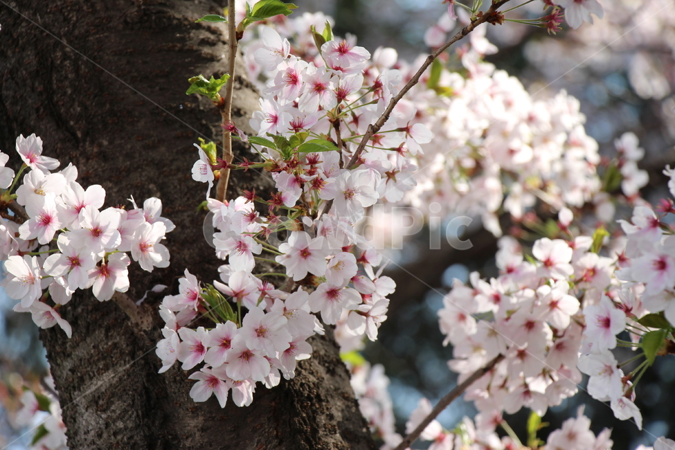 fullbloom,sunshine,cherryblossom,tree,branch,morning,spring,bud,bough,beautiful,white,background
