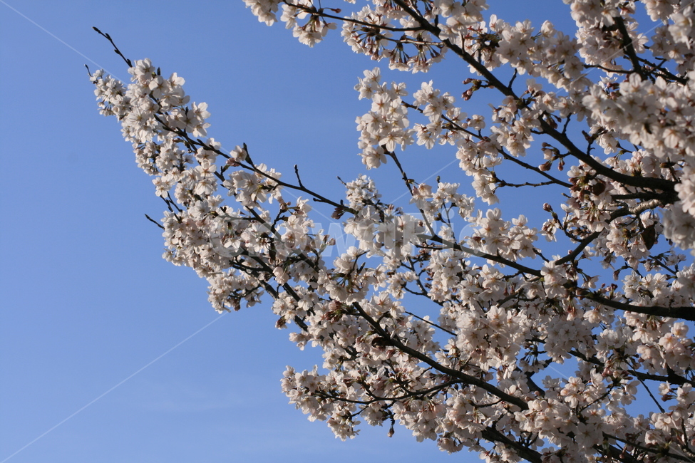 나무,벚꽃,하늘,파란색,푸른,봄,꽃잎,자연,plant,식물,flower,꽃,blossom,식물,자연,plants,nature,꽃,flower