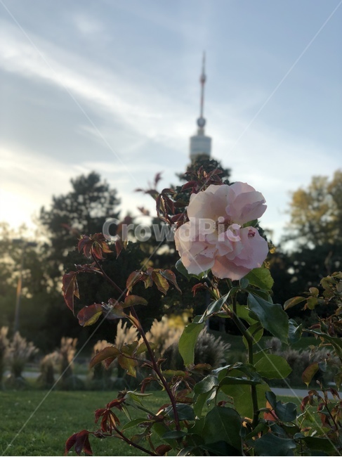vienna,flower,austria,꽃,클로즈업