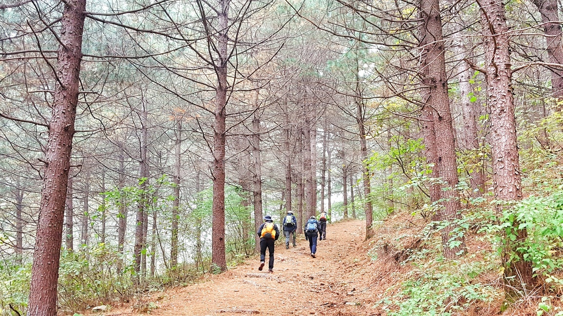 등산,산행,힐링,나무,산,숲,초록,길,자연,풍경,스포츠,계절,등산객,landscape,nature,season,sports,leisure,트레킹