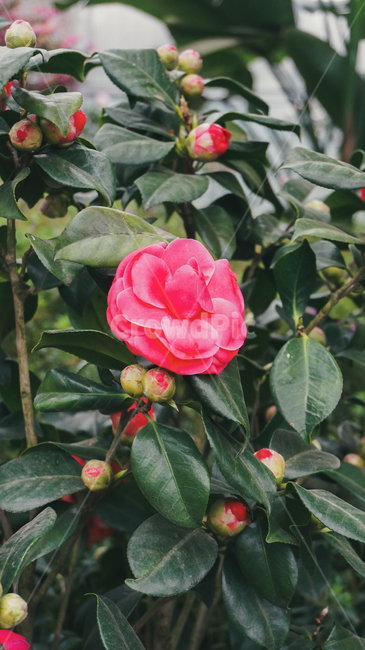 꽃잎,꽃,분홍,아련,flower,petal,flowerleaf,pink,식물,자연,plants,nature,꽃,flower