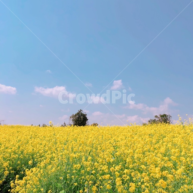 유채꽃,하늘,구름,꽃,자연,nature,들,field,제주도,감성,식물,자연,plants,nature,꽃,flower
