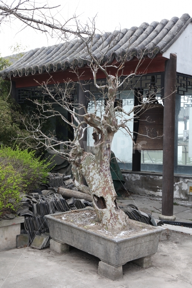 중국,지붕,집,고전,기와,분재,옛날,해외,외국,세계,foreign,oversea,world