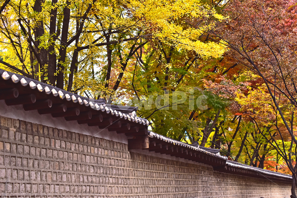 가을,한국전통,덕수궁돌담길,담장,가을단풍,건축물,기와지붕,나무,roof,지붕,한국자연풍경,한국자연경관,전통,전통양식,가을배경,가을분위기,배경,바탕,백그라운드,야외,옥외,아웃도어,outdoor,fall,autumn,traditional,maple,메이플,단풍나무,가을숲,돌담길,가을,계절,fall,autumn,season