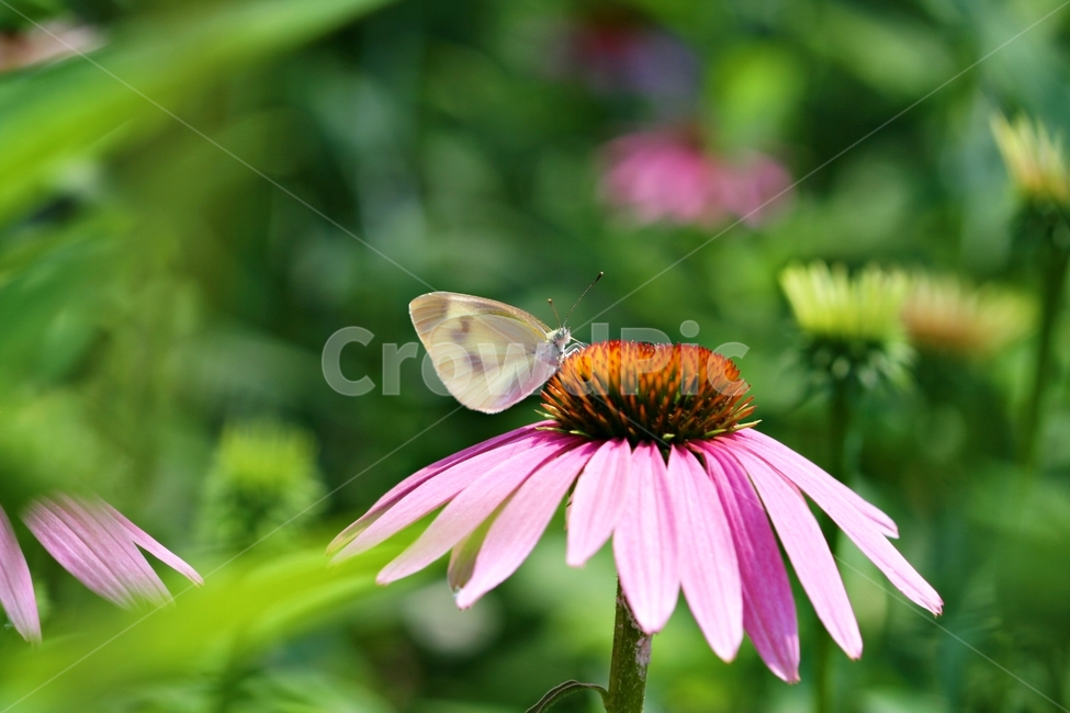 곤충,봄,식물,정원,자연,야외,식물,자연,plants,nature,꽃,flower,동물,animal,곤충,벌레,insect,bug