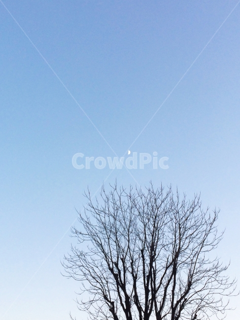 겨울,하늘,달,나무,sky,moon,겨울,계절,winter,season,식물,자연,plants,nature,나무,trees,wood