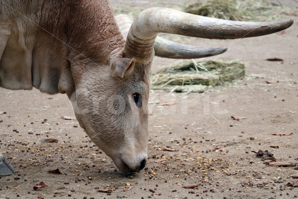 동물,동물원,소,뿔,포유류,동물,animal,포유류,mammal
