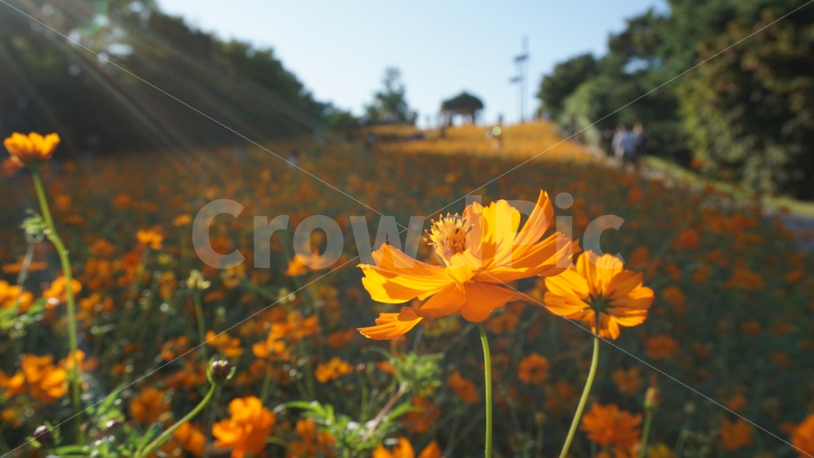 황하코스모스,코스모스,가을꽃,노란꽃,꽃,올림픽공원,들꽃마루,가을,계절,fall,autumn,season,식물,자연,plants,nature,꽃,flower,plant
