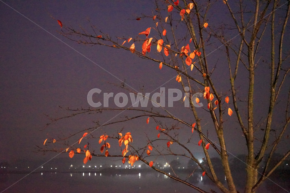 야경,가을,단풍,계절,호수,자연,풍경,나무,식물,가을,계절,fall,autumn,season,야경,밤,풍경,nightscape,night,landscape,식물,자연,plants,nature,나무,trees,wood,plant,leaf,잎,tree