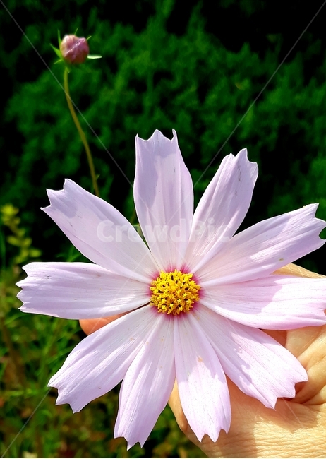코스모스,가을,꽃몽오리,식물,pollen,식물,자연,plants,nature,꽃,flower