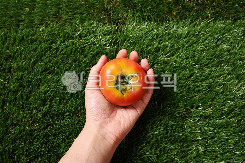 Tomato Dishes,fruit,tomato,vegetable,food