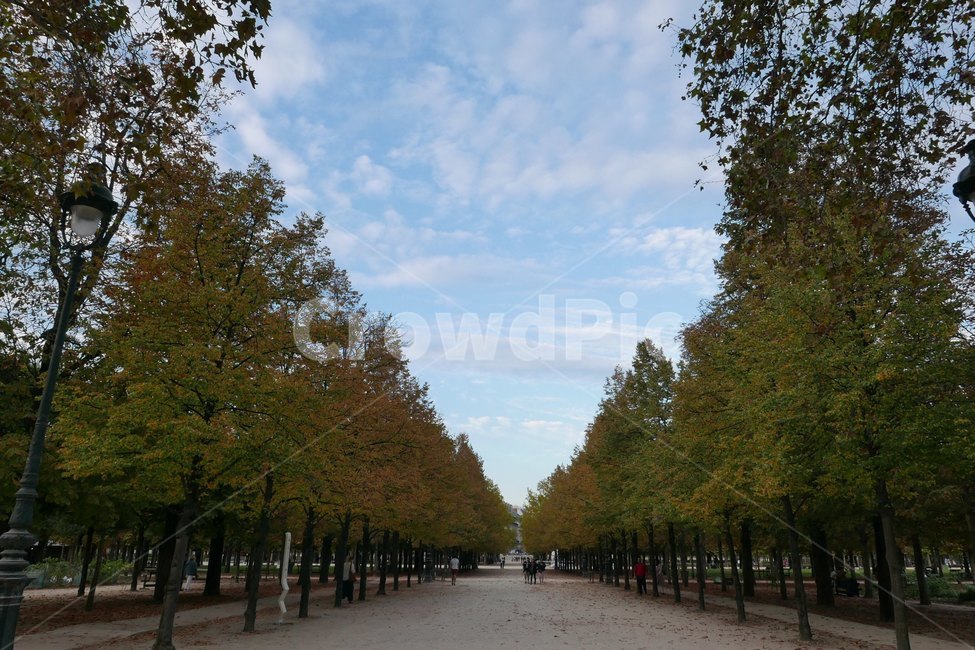 튈르리공원,가을하늘,단풍,나무,산책,tree,sky,프랑스,공원,튈르리가든,자연,풍경,nature,landscape,해외,외국,세계,foreign,oversea,world,세계자연풍경,해외자연풍경,외국자연풍경,world nature landscape,plant,식물