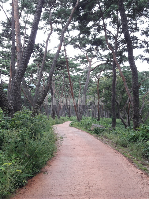 산,길,숲속,소나무,솔향,자연,풍경,nature,landscape,tree,나무,plant,식물,tree trunk,나무 줄기
