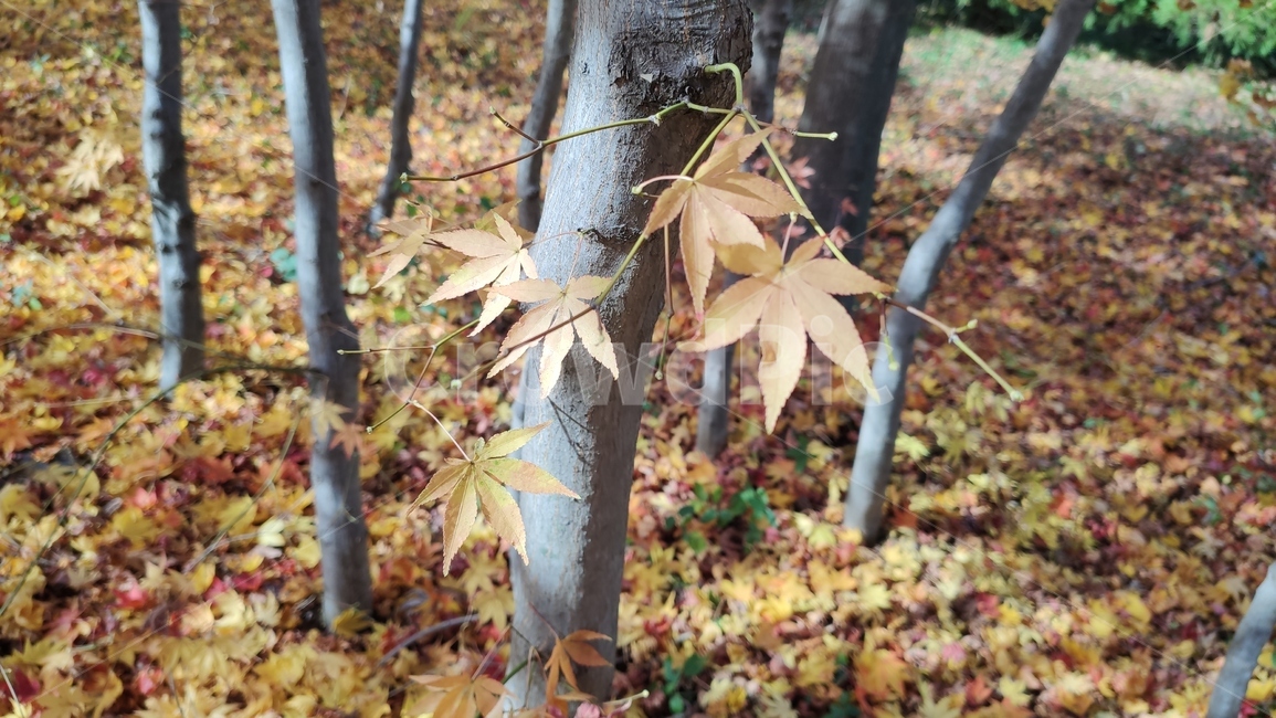 가을,엽록소,mapie,잎,식물,나무,leaf,plant,tree,나무줄기,가을,계절,fall,autumn,season,식물,자연,plants,nature,나무,trees,wood