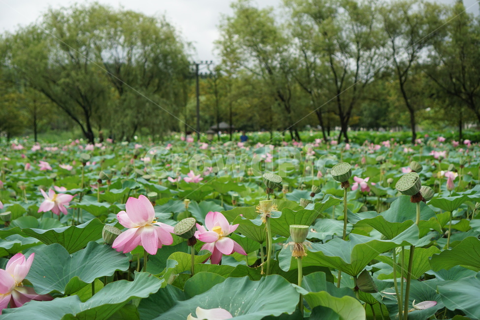 연꽃,꽃,연못,봄,여름,식물,초록이,정원,분홍꽃,연잎,flower,lotus,blossom,plant