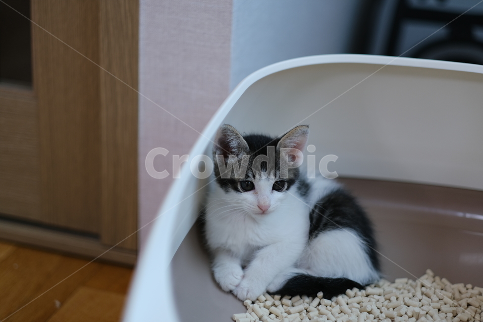 애완동물,반려동물,고양이,아깽이,새끼고양이,cat,동물,animal,포유류,mammal,고양이,cat,kitten,kitty