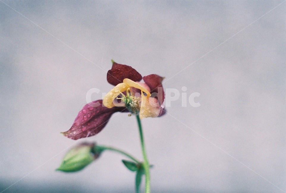 도라지꽃,식물,꽃,자연,balloonflower,flowre,nature,식물,자연,plants,nature,꽃,flower