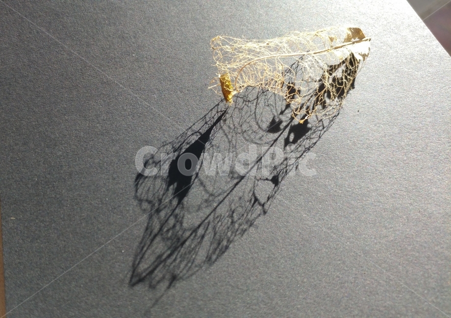 가을,가을감성,흔적,그림자,낙엽,자연의신비,식물,켈리포니아,California,autumnleaf,shadow,presentofnature,natureart