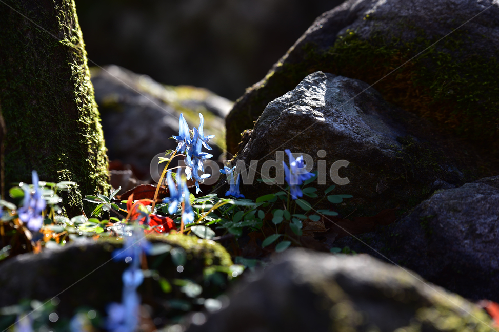 현호색,화야산,아침이슬,역광,야생화,숲속,보라색,바위틈,plant,식물,식물,자연,plants,nature,꽃,flower