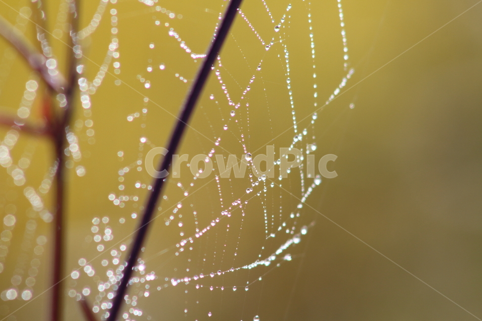 거미줄,이슬,cobweb,dew,식물,자연,풍경,nature,landscape