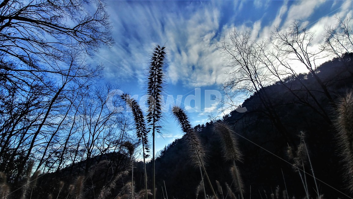 수크령,길갱이,랑미초,하늘,구름,하늘풍경,자연풍경,nature,자연,한국자연,한국풍경,tree,나무,plant,식물,fir,전나무,outdoors,옥외