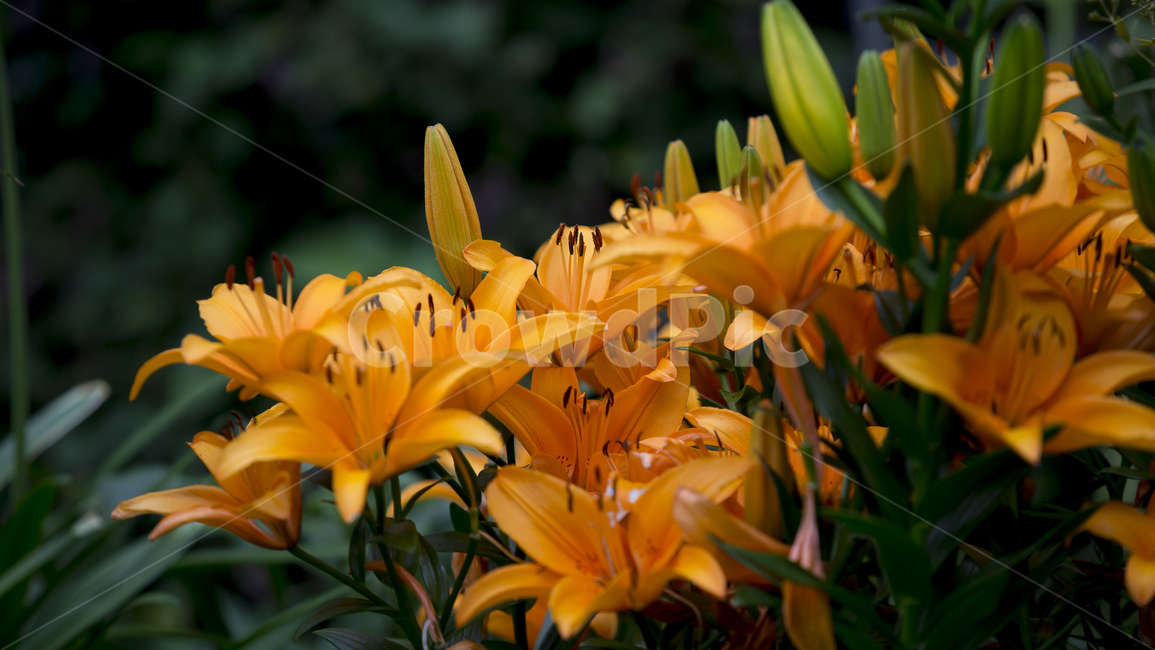 나리꽃,화단,아름다움,행복,여름,식물,자연,plants,nature,꽃,flower