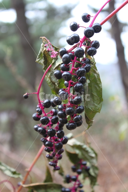 베리,열매,식물,berry,자연