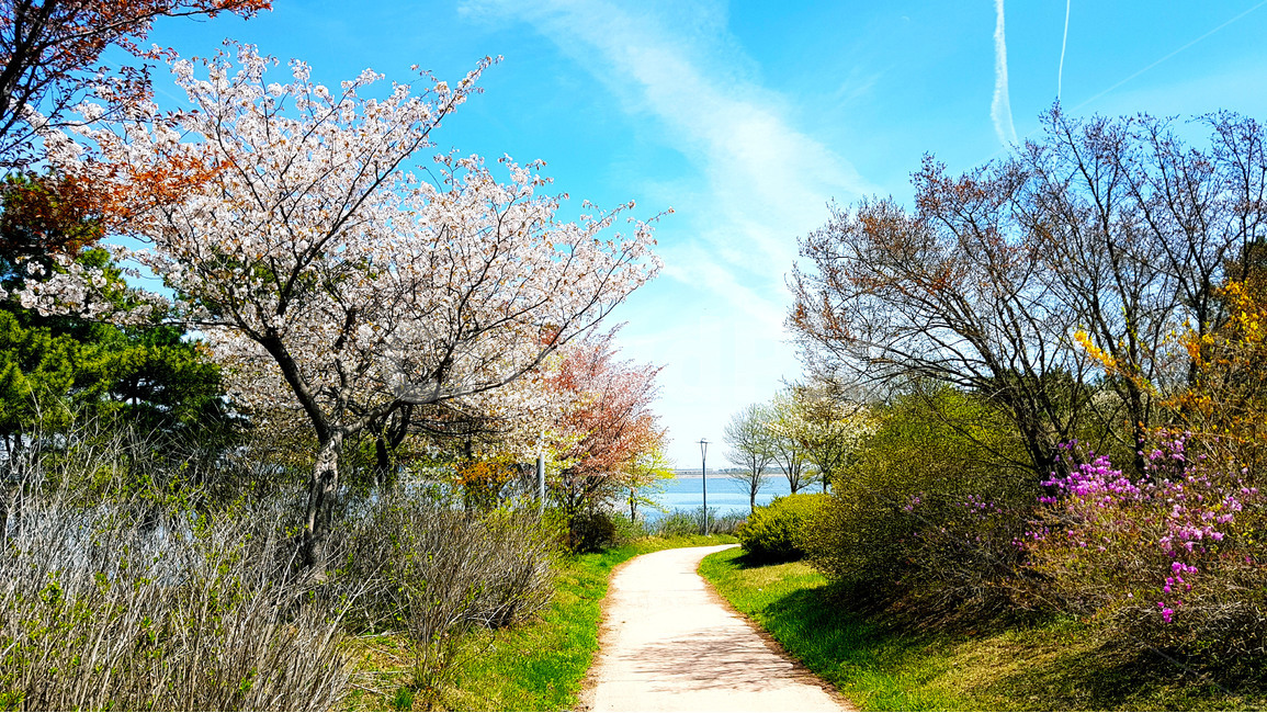 벚꽃,하늘,구름,산책,봄,봄날,산책길,공원,저수지,봄,계절,spring,season,자연,풍경,nature,landscape,plant,식물,tree,나무